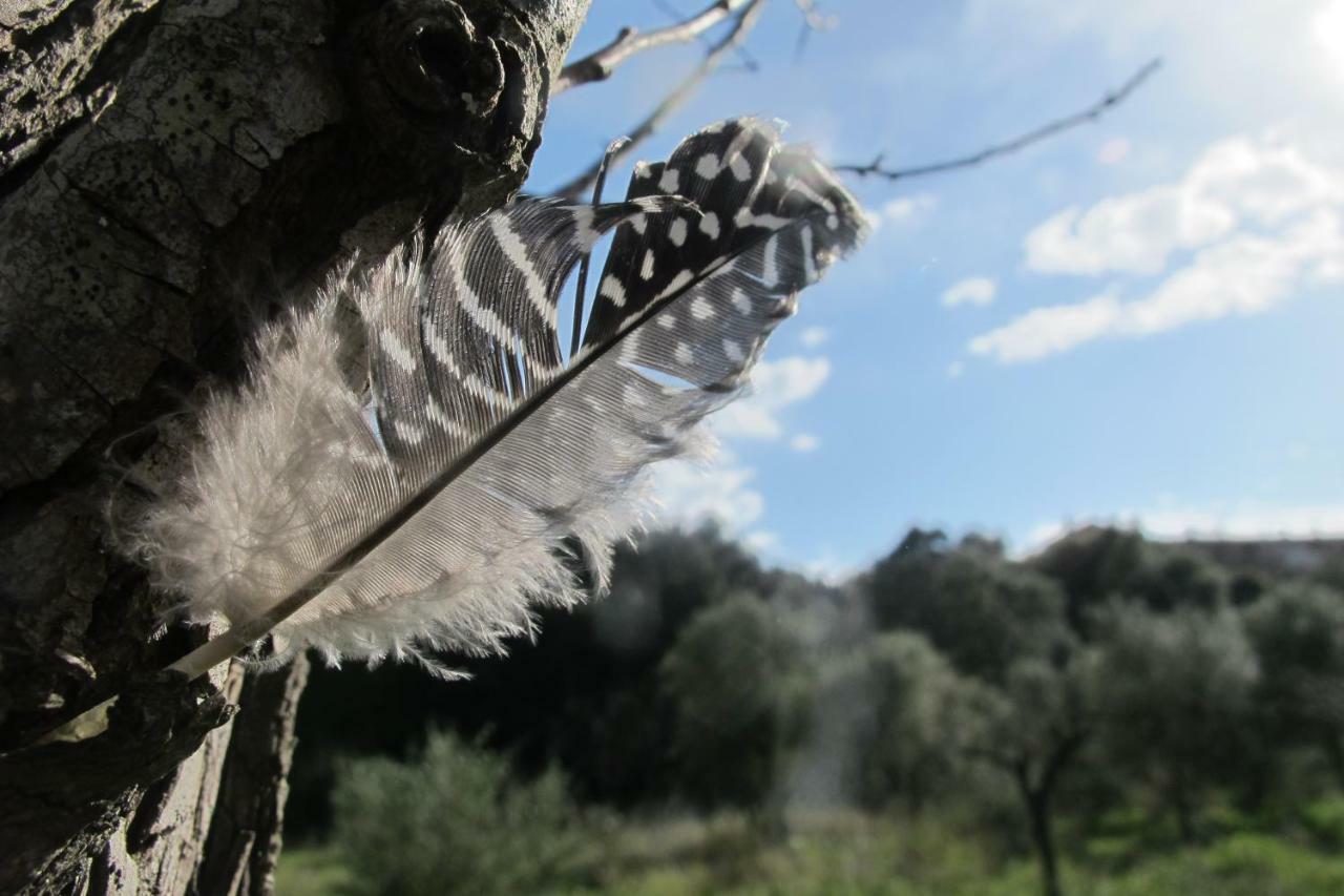 Agroturismo Can Torna Ag178 Esporles Zewnętrze zdjęcie
